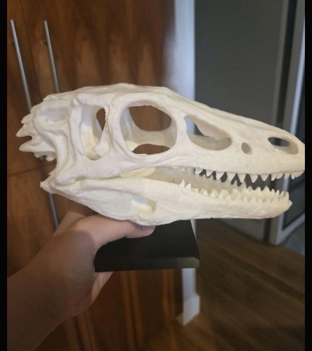Velociraptor life size skull - velociraptor,