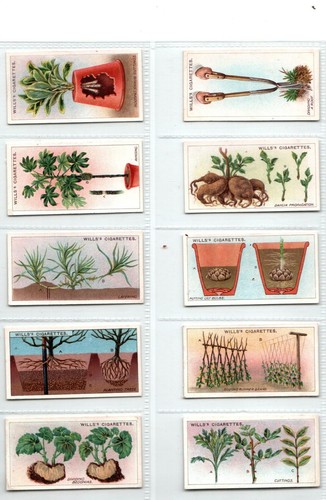 Wills gardening hints - gardening, 1923