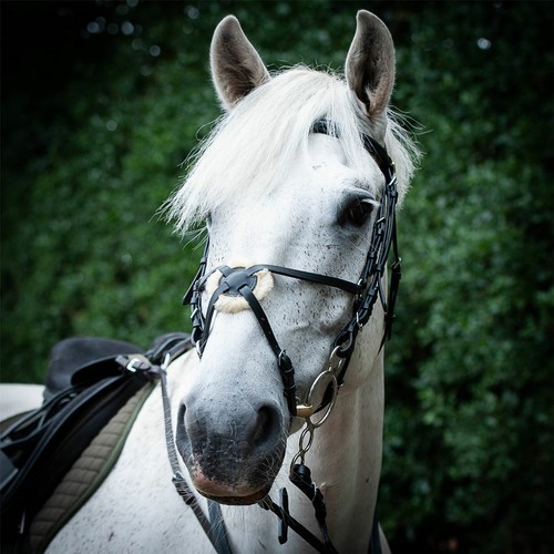 Gallop equestrian grackle - equestrian,
