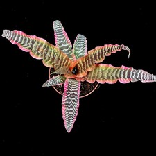 Cryptanthus 'Elaine' Earth