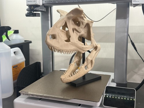 Carnotaurus skull replica - skull,