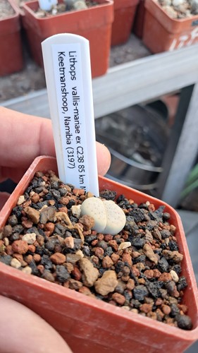 Lithops vallis mariae - lithops, ex