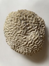 Brain coral ocean fossil - brain,
