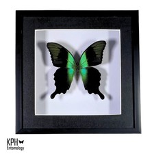 Swift Peacock Swallowtail