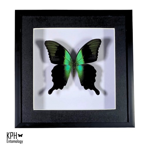Swift peacock swallowtail - swift,