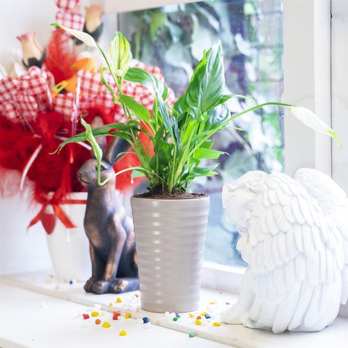 Easy care spathiphyllum - easy,