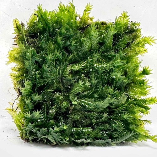 Fissiden nobilis 7cm - fissiden, ×