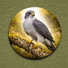 Goshawk british bird - 25mm, pin