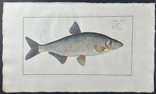 Bloch fish cyprinus - bloch-,