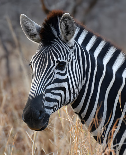 Zebra face emerging from - emerging,