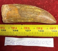 Rare carcharodontosaurus - rare,