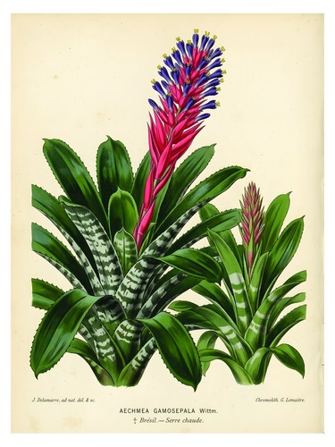 Botanical bromeliad vintage - botanical,