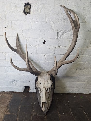 Vintage stags head and antlers - stags,