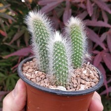 3x Hildewinteria Colademoninis