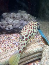 4” WILD  CAUGHT  Tetraodon