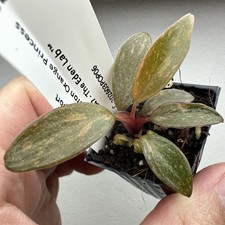 Philodendron Orange Princess -