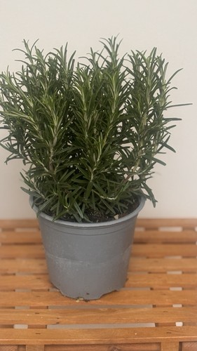 Fresh rosemary plant ready - plant, for