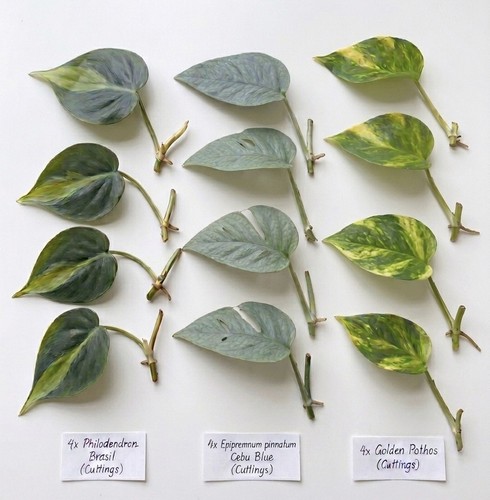 Plant cuttings 4x - 12,