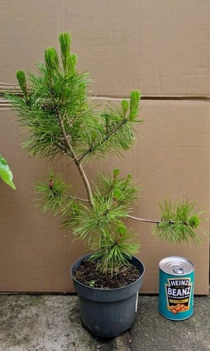Pinus densiflora japanese red - pinus,