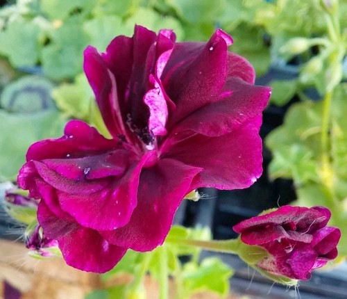Pelargonium antoinette crozy - pelargonium, 'antoinette