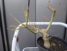 Japanese maple air layer