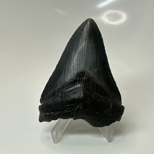 Megalodon shark tooth - megalodon,