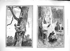 Original Old Antique Print 1889 Bear Hunting Australia Hanging Skins Tree Dry
