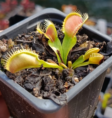 Venus flytrap dionaea - flytrap, (dionaea
