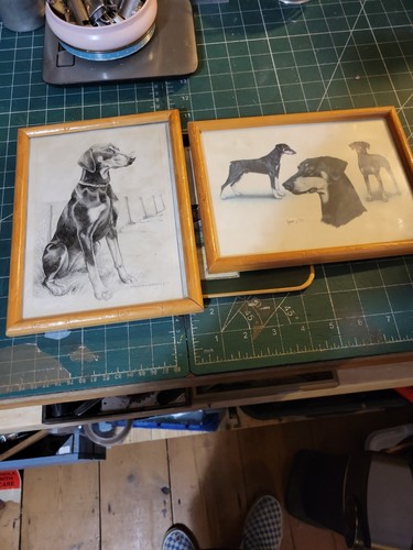 Doberman pictures - 2x,