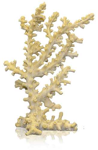 Deep blue coral - blue,