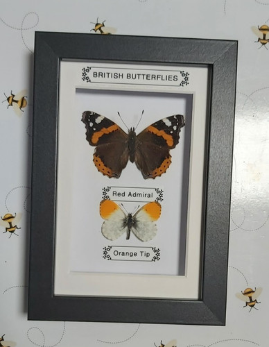Taxidermy real framed british - taxidermy,