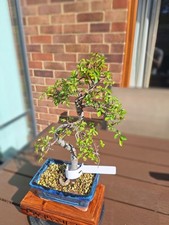 #417 S shape chinese elm
