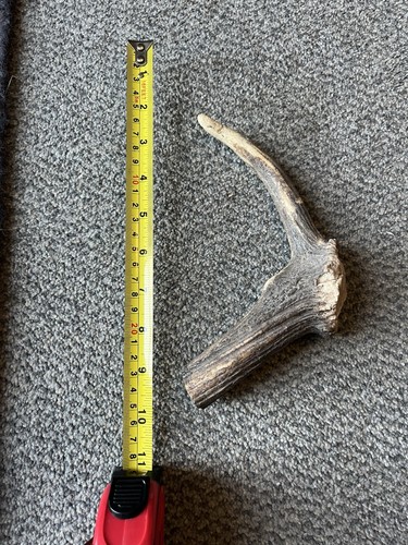 Deer elk antler - chew, treat