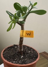 Crassula Ovata Jade Succulent