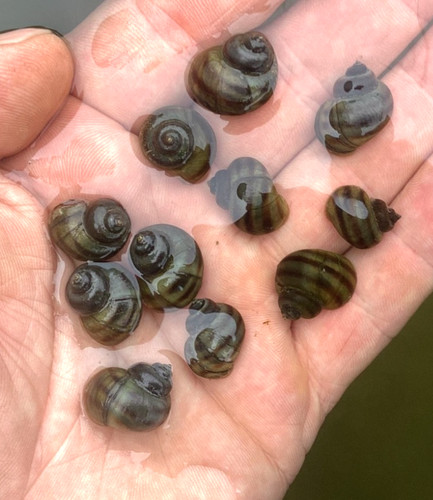 Mystery snails asian ringed - 10,