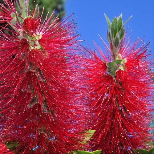 Callistemon royal sceptre - callistemon,,