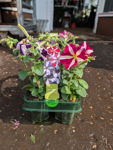 Mixed petunia plants in - x,