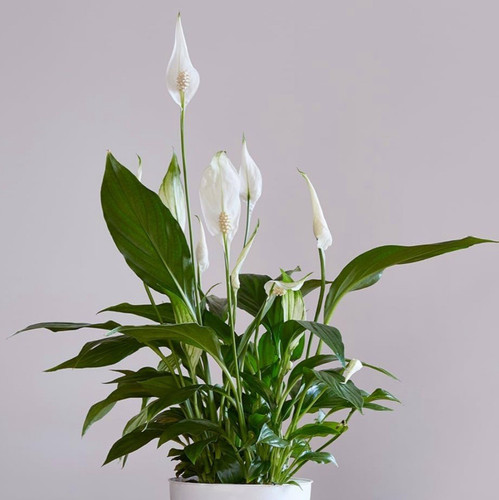 Peace lily spathiphyllum large - peace,
