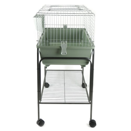 Rabbit guinea pig bunny indoor - guinea,