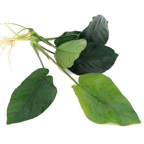 Anubias barteri broad leaf - broad,