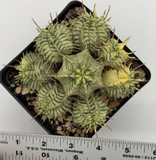 Euphorbia Meloformis