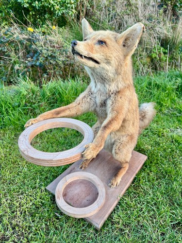 Vintage taxidermy red fox - taxidermy,
