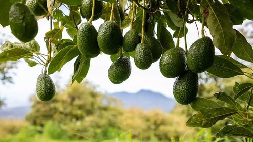 Avocado seedling for sale - avocado, –