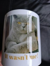 Gorgeous British Shorthair Cat