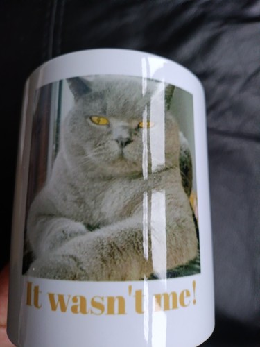 Gorgeous british shorthair cat - british,