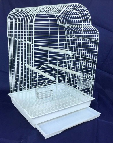 Anna white large cockatiel - white,