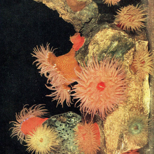 1959 marine life underwater - 1959,