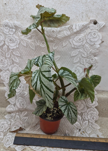 Begonia plant teen angel - --,