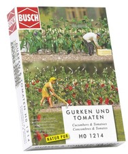 Cucumber & Tomato Plants