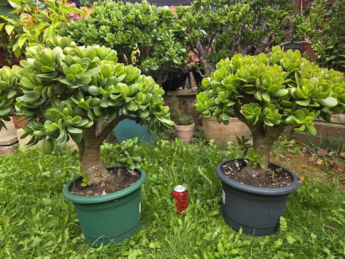 Large jade money plant - large,